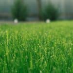 Best Fertilization Schedule for Houston-Area Lawns in Spring and Summer